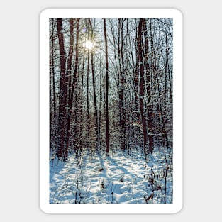 Winter forest Sticker